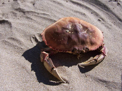 crab