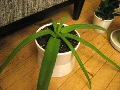 Aloe Plant